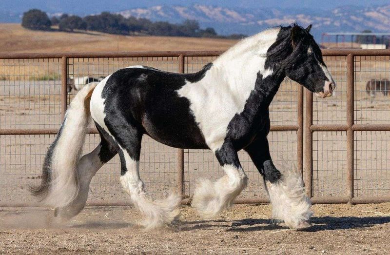 Gypsy Vanner: Fairytale Horses Finding Paradise In California