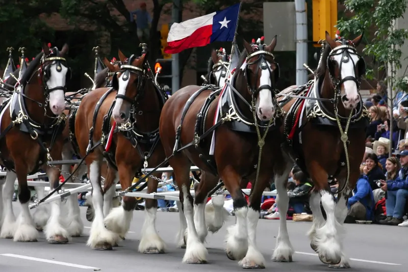 Clydesdale