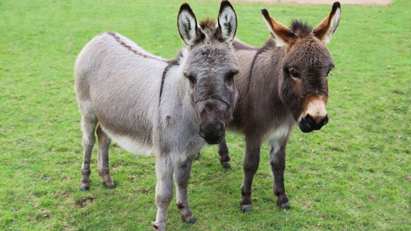 Going Up? How Service Elevators Became Donkey Express Lanes
