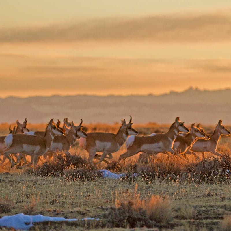 Bonds Of The Herd: Social Behavior And Hierarchies