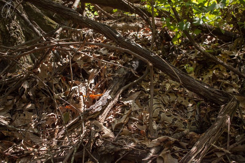 Masters Of Leaf Litter Concealment