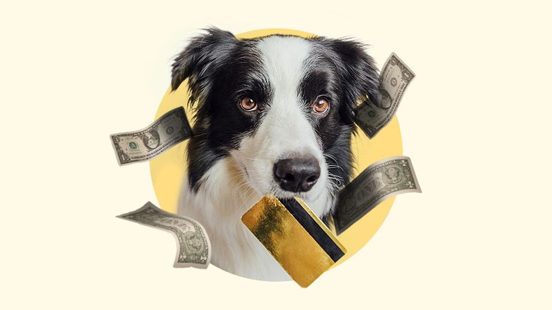 Budget Bombshells: The Hidden Costs of City Dog Parenting