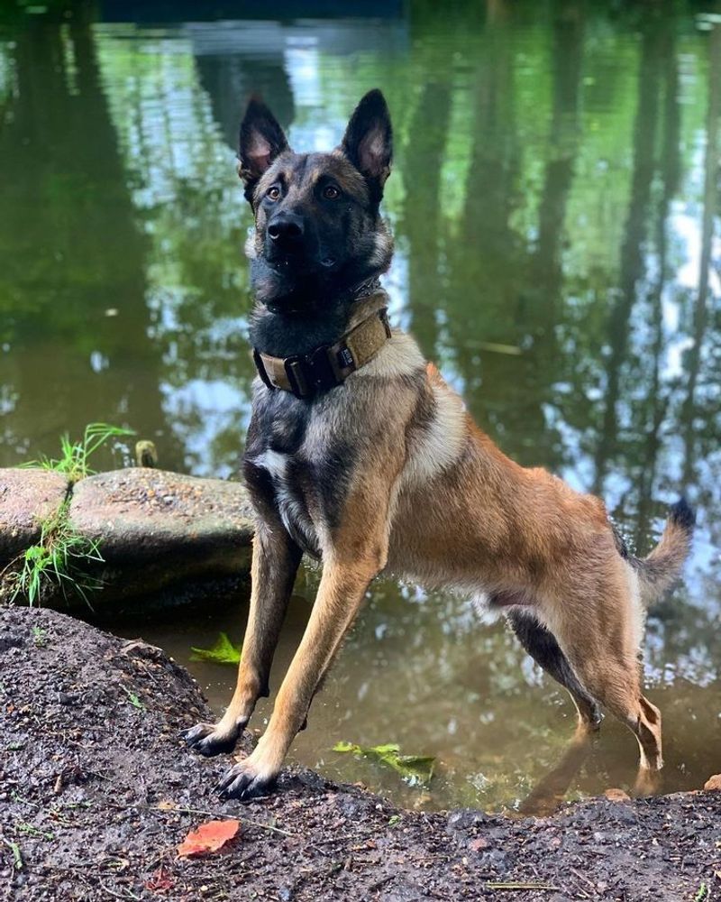 Eye in the Sky, Eyes on the Ground: Tactical Canine Body Cameras