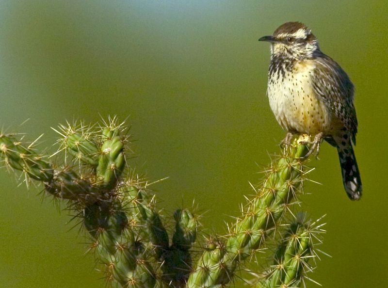 The Resourceful Cactus Wren