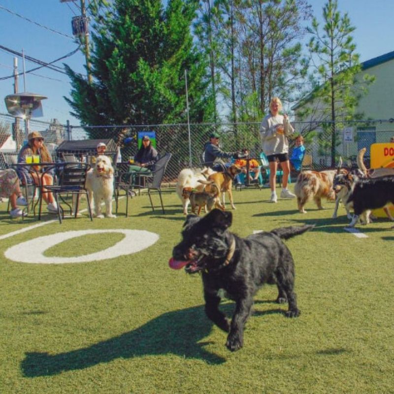 Greensboro: Gate City Goes to the Dogs