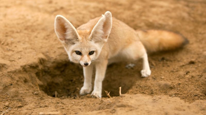 Fennec Fox: Desert Ears and Boundless Energy