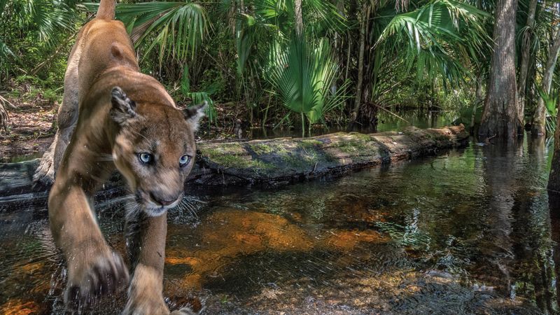 A Refuge Created Just for Panthers