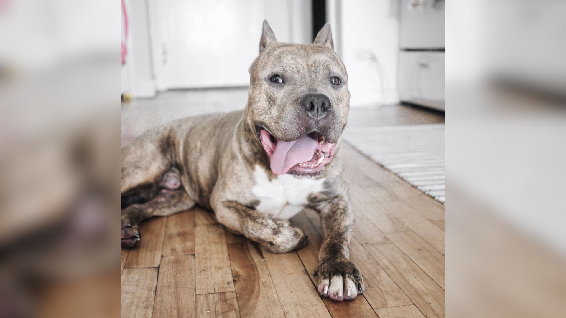 Gentle Pit Bull Abandoned In New York Shelter Discovers Love In A Forever Home