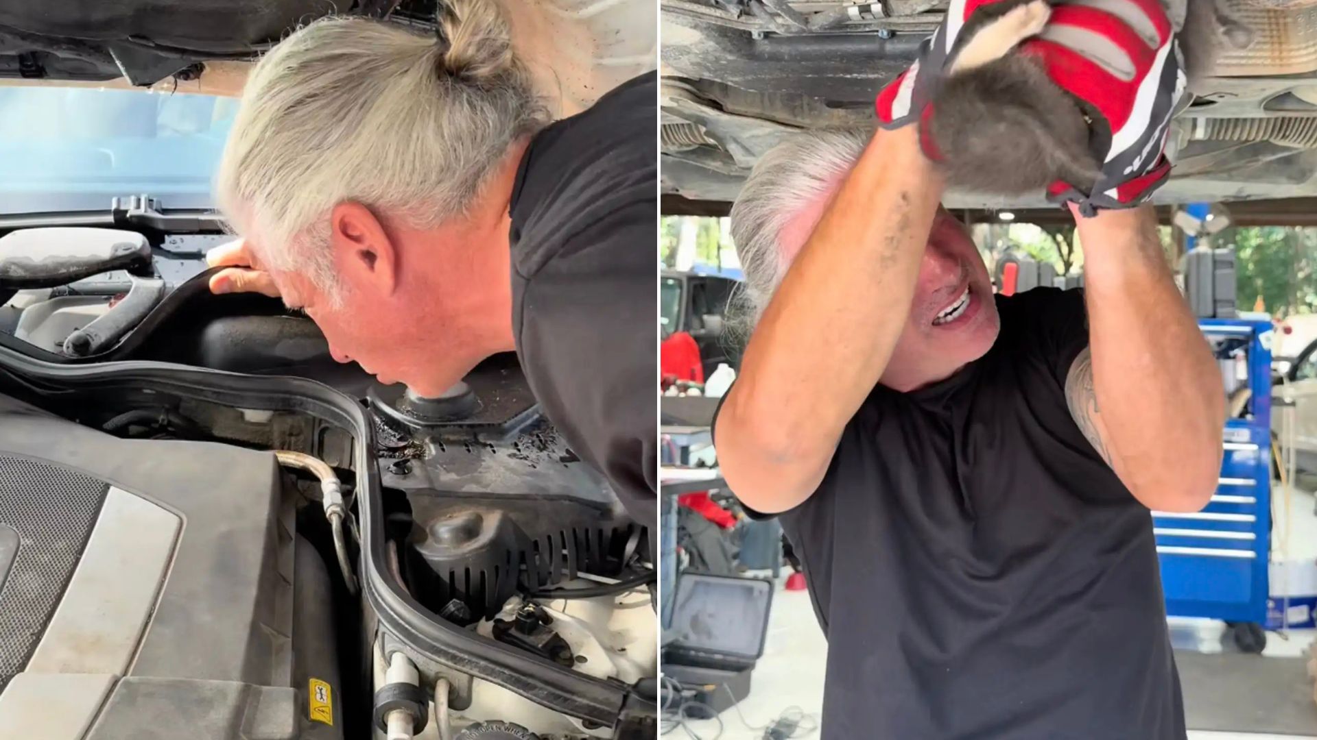 Georgia Mechanic Noticed A Faint Cry Inside The Car And Then Pulled Out Something Fluffy From The Engine