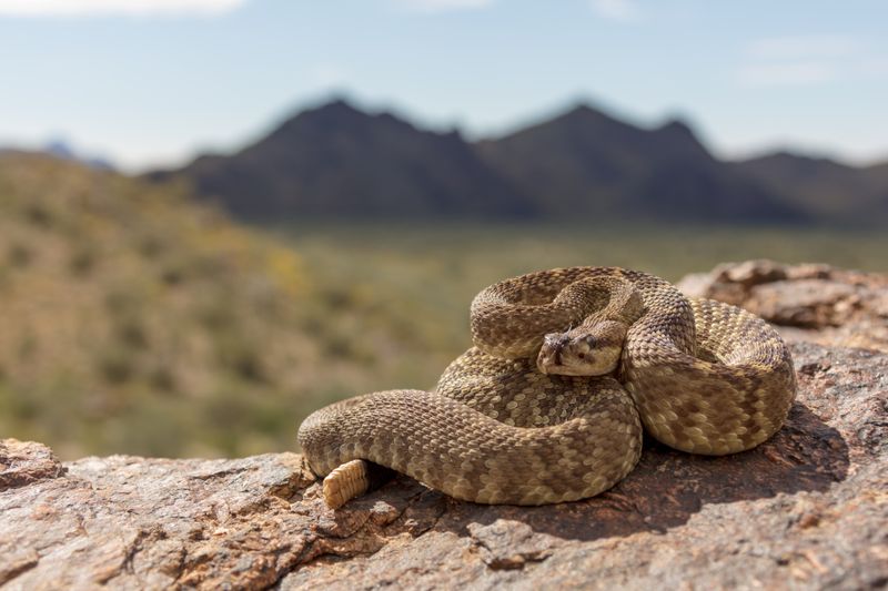 New Mexico: Desert State's Dusty Pet Dilemmas