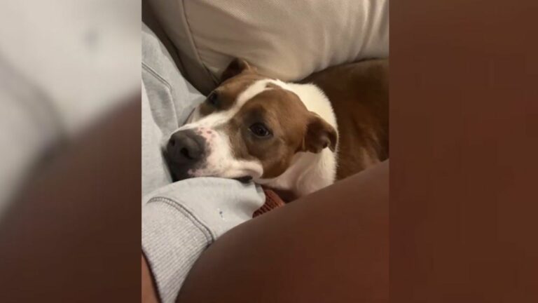 Sweet dog