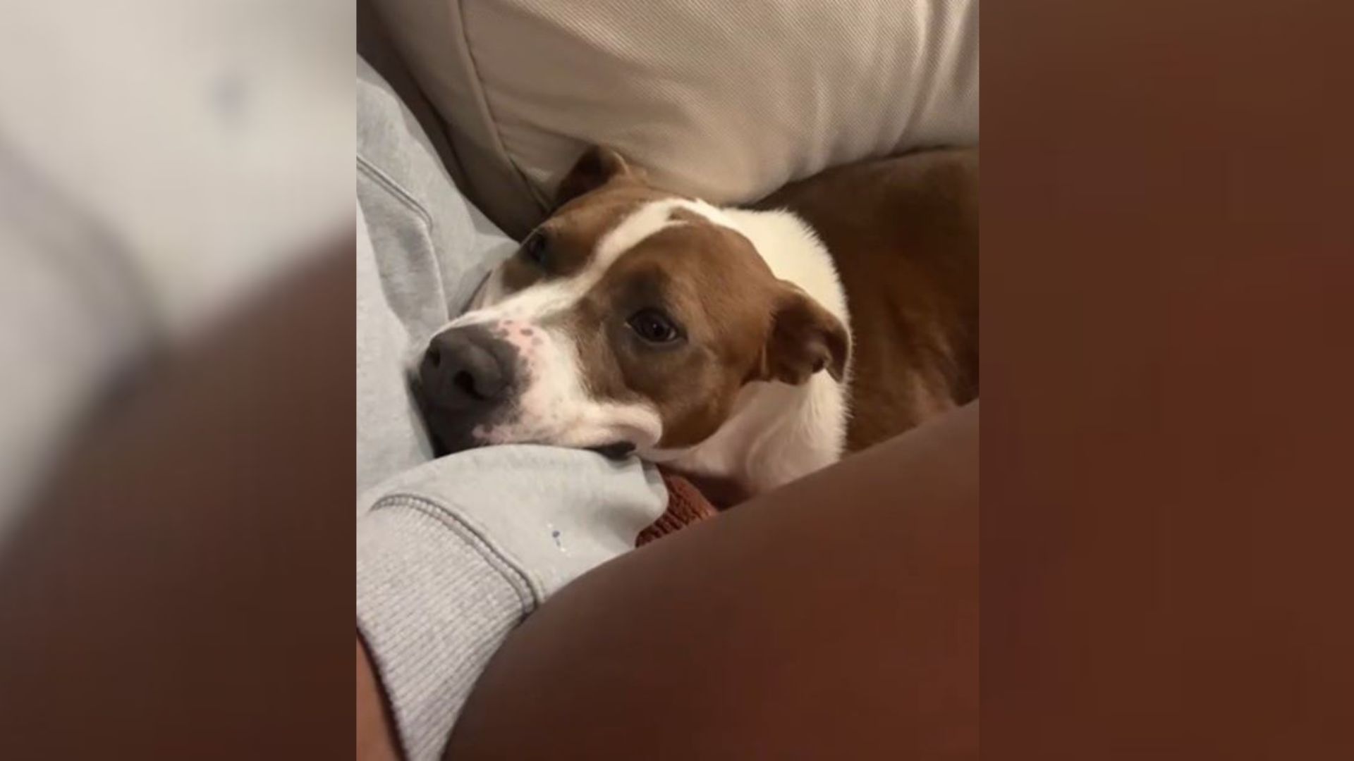 Georgia Pup Melts Hearts With The Way She Looked At Her Foster Mom On Their First Day Together