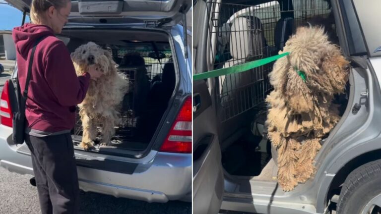 woman saving matted dogs