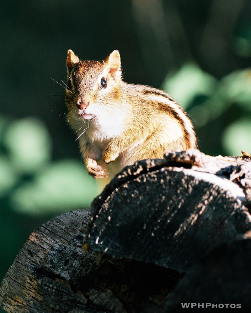 Illinois: Prairie State's Chipmunk Pair