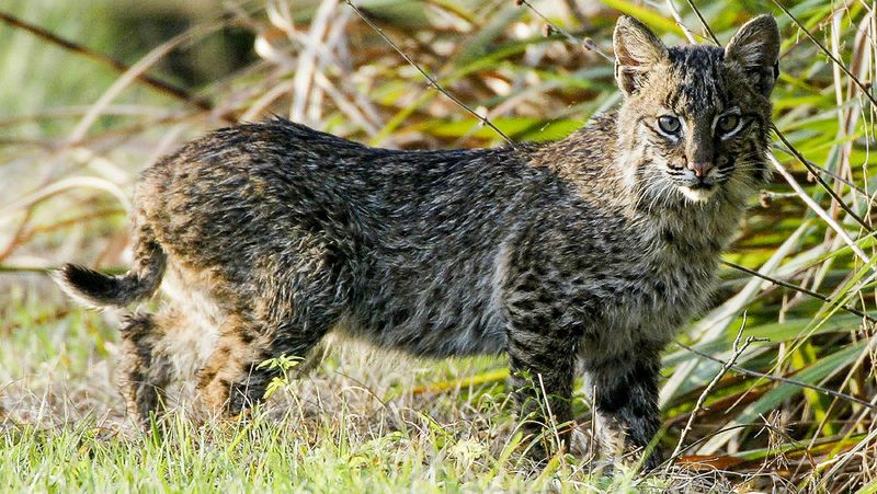 Illinois' Prairie Prowlers