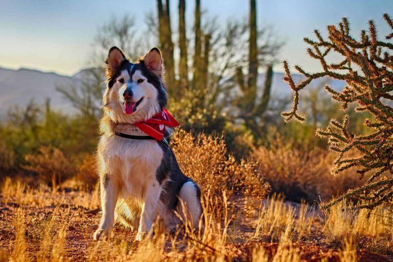 Furnace Creek Campground – Death Valley National Park