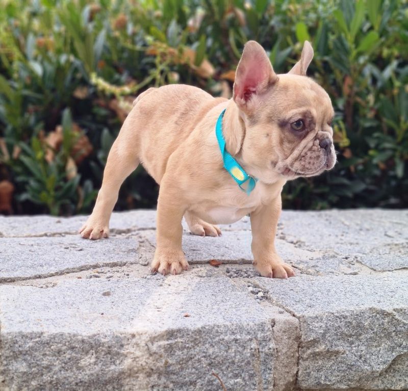 French Bulldog