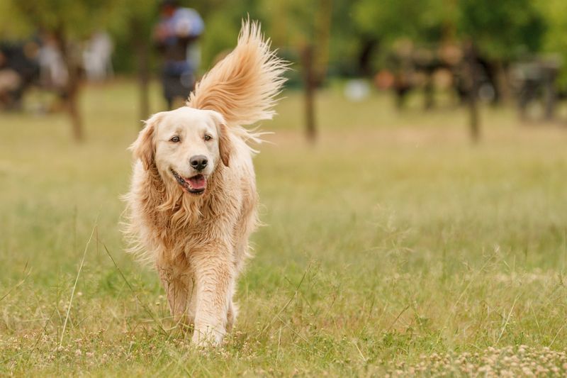 Golden Retrieve