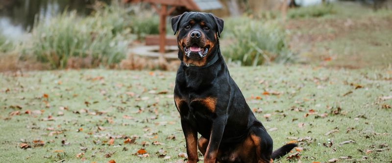 Rottweiler: The Fearless Guardian With a Gentle Heart