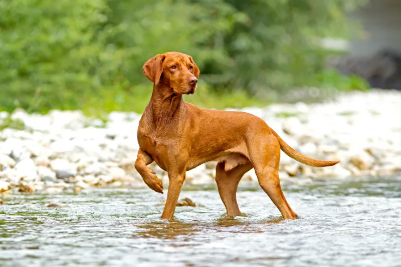 Vizsla: The Velcro Companion for Athletic Ohio Families