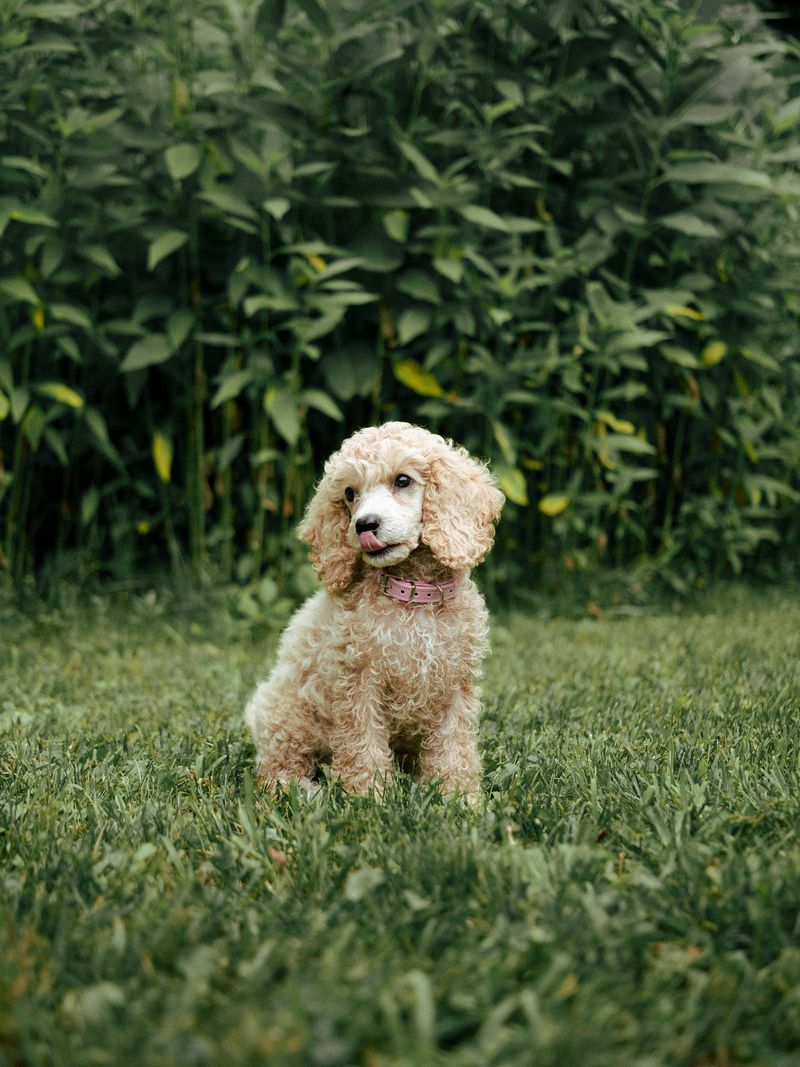 Poodle: The Elegant Intellectual