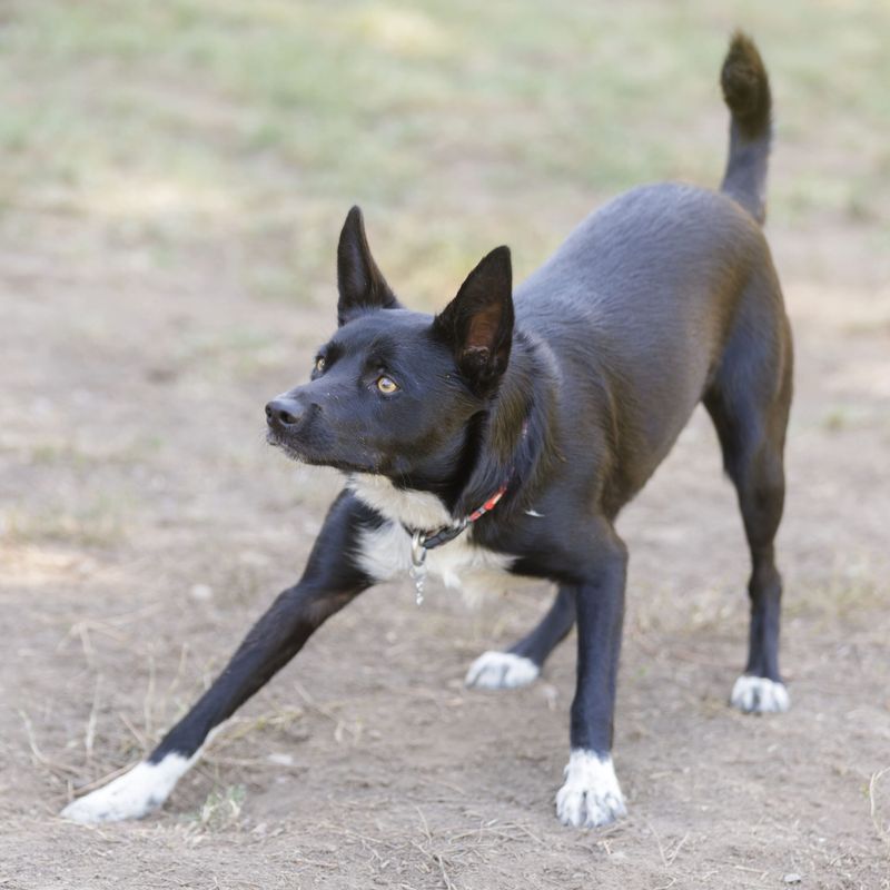 McNab Dog: California's Gift to Texas Ranchers