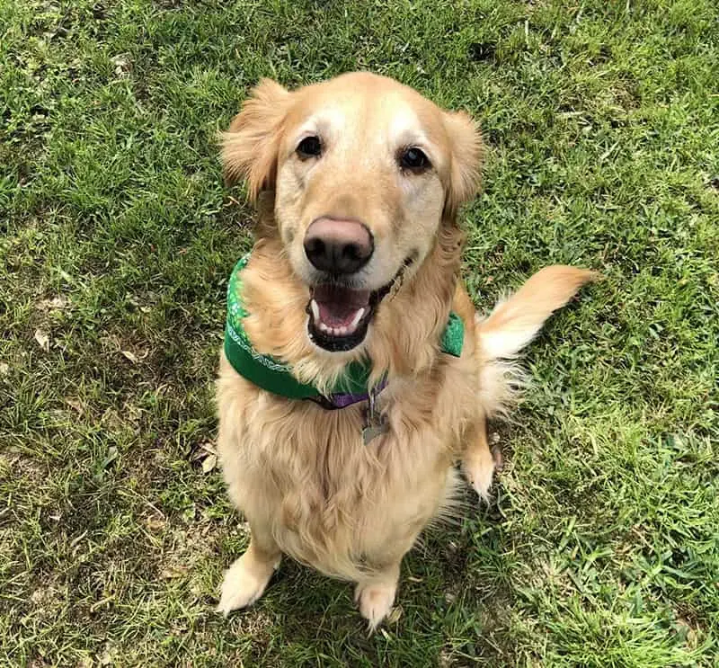 Golden Retriever
