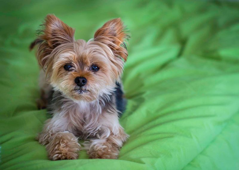 Yorkshire Terrier: The Tiny Diva