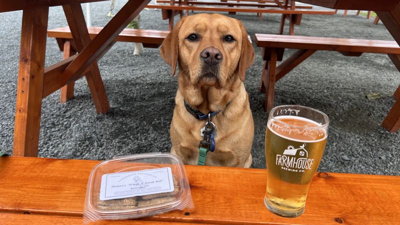 Has A Favorite Dog-Friendly Brewery