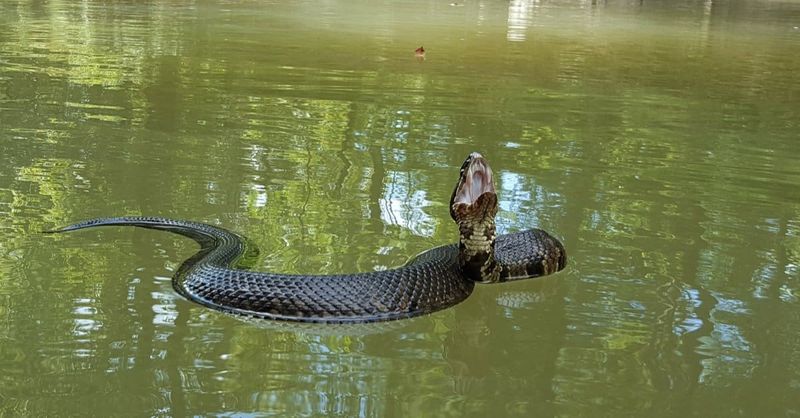 So, How Big Do Alabama's Water Snakes Really Get?