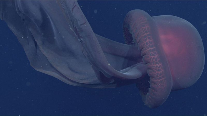 The Floating Phantom: Giant Phantom Jellyfish