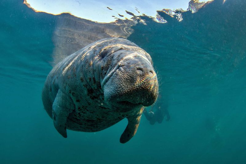 Floating Alongside West Indian Manatees