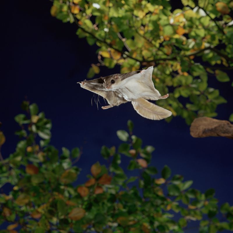 Flying Squirrel