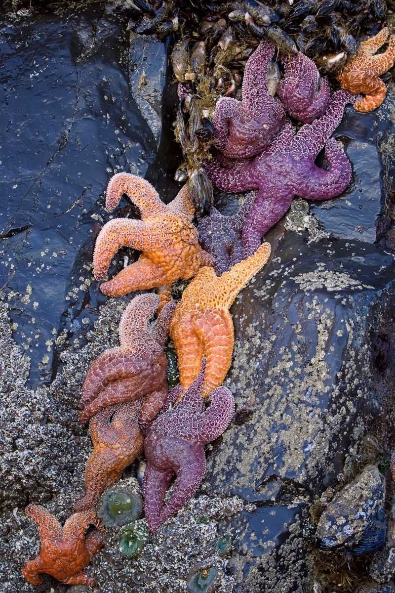 Ochre Sea Star
