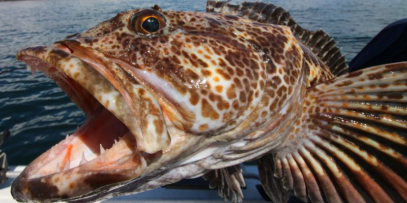 Lingcod: The Pacific's Toothy Ambush Predator