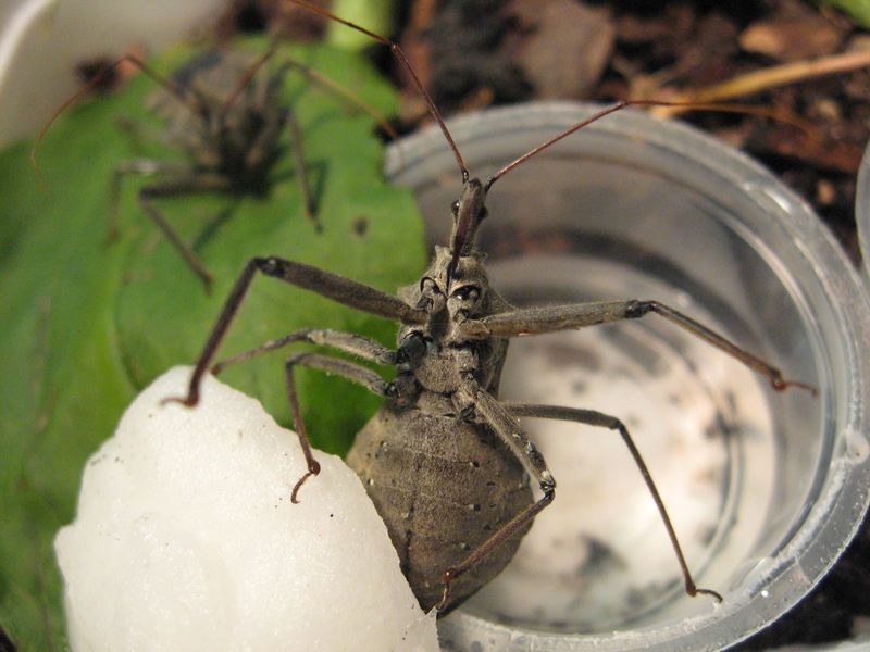 Wheel Bug: The Living Hypodermic Needle