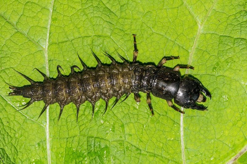 Hellgrammite: The Nightmare Fuel Larvae