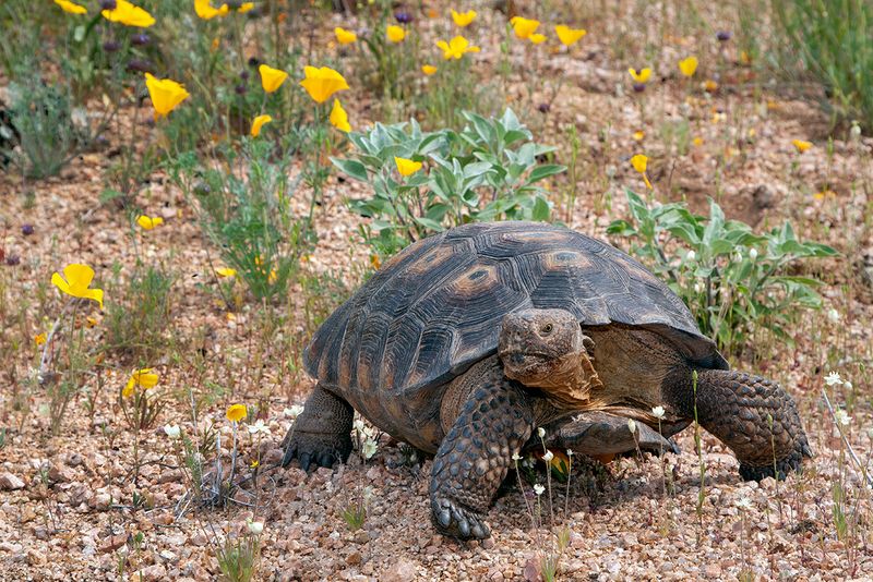 Sonoran Desert Tortoise: The Ancient Shell-Bearer