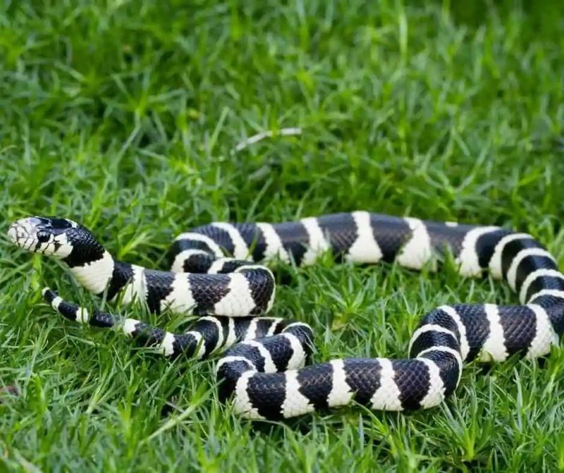 California Kingsnake