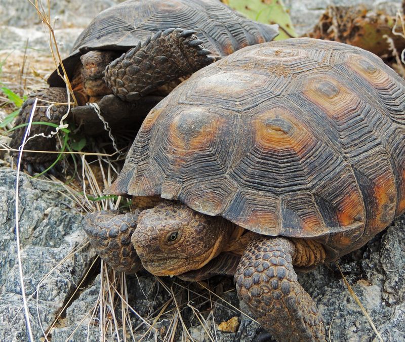 Sonoran Desert Tortoise: The Patient Wanderer