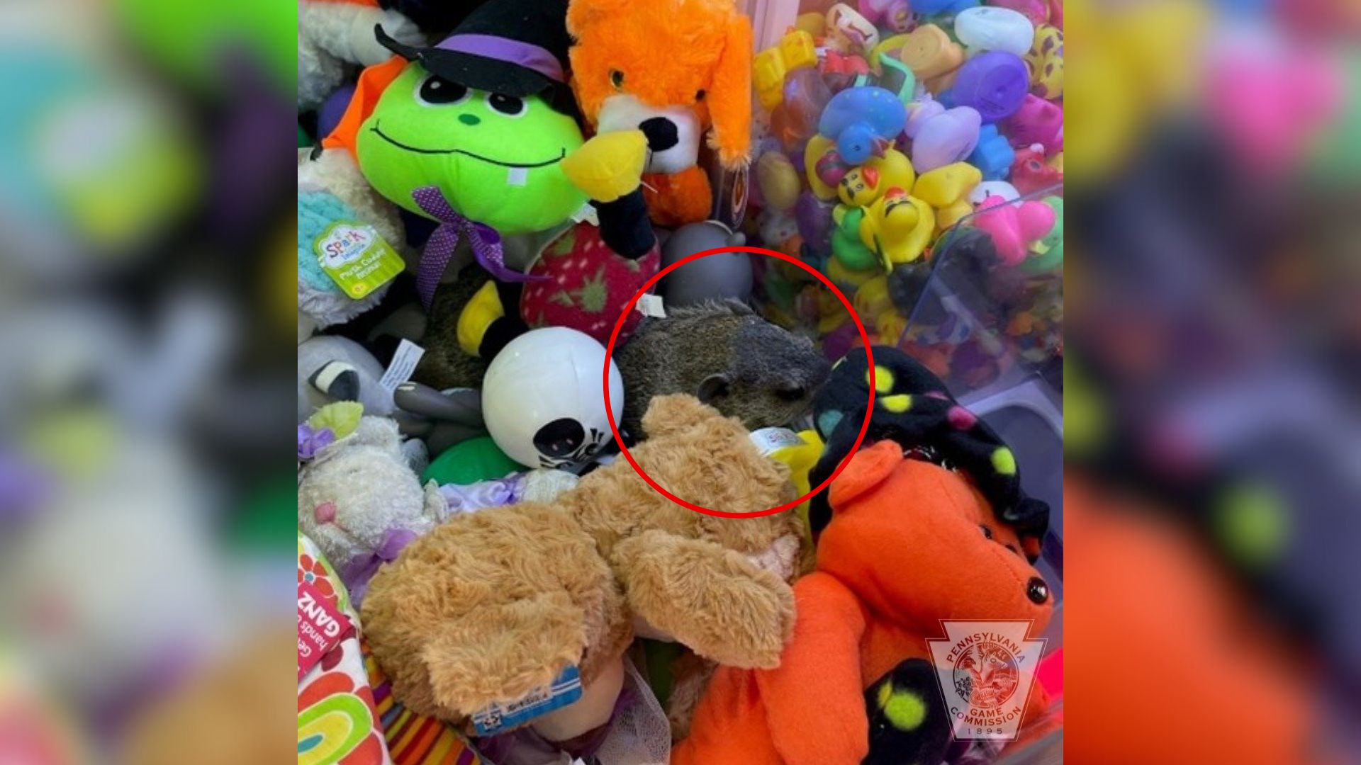 groundhog among toys in claw machine