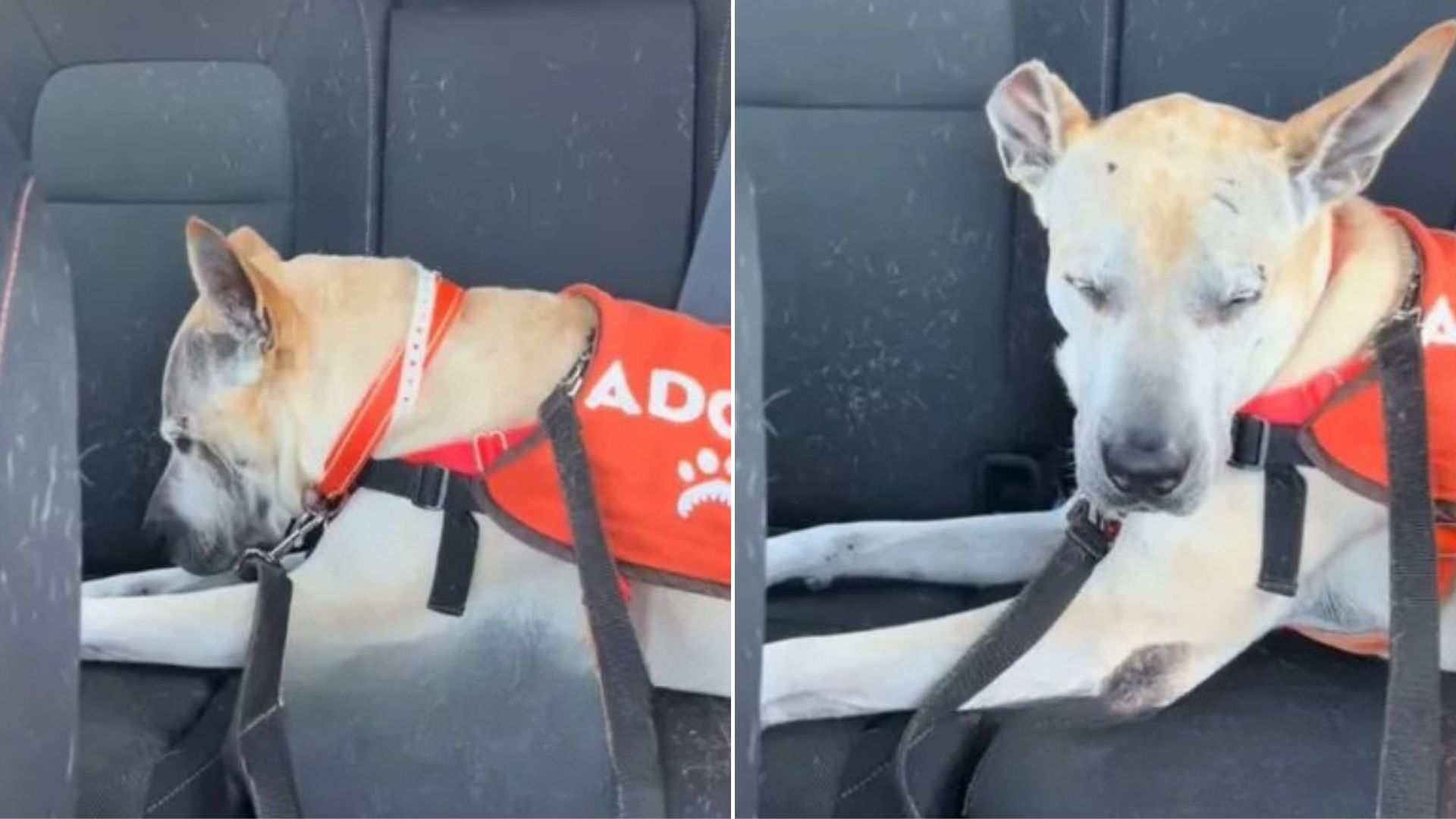 sad dog