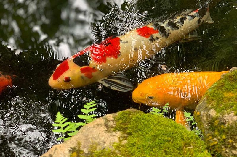 Koi Fish: Pond Ecosystem Balancers
