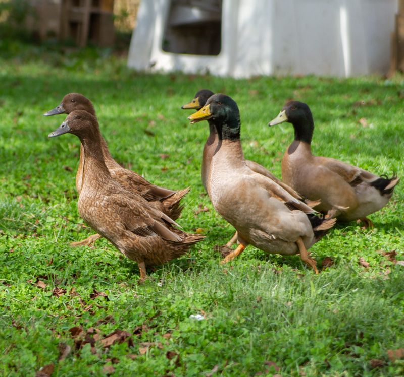 Ducks: The Rain-Loving Egg Machines