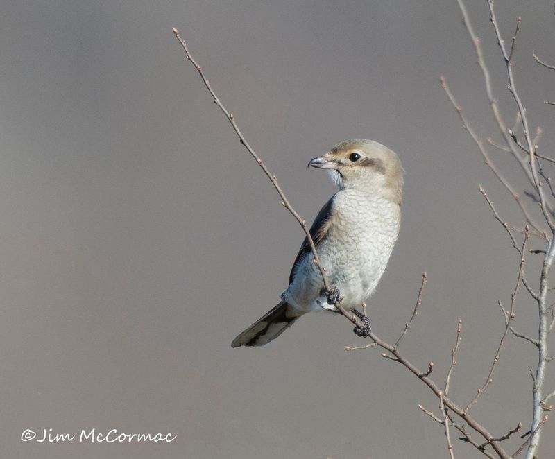The Butcher Bird: Northern Shrike