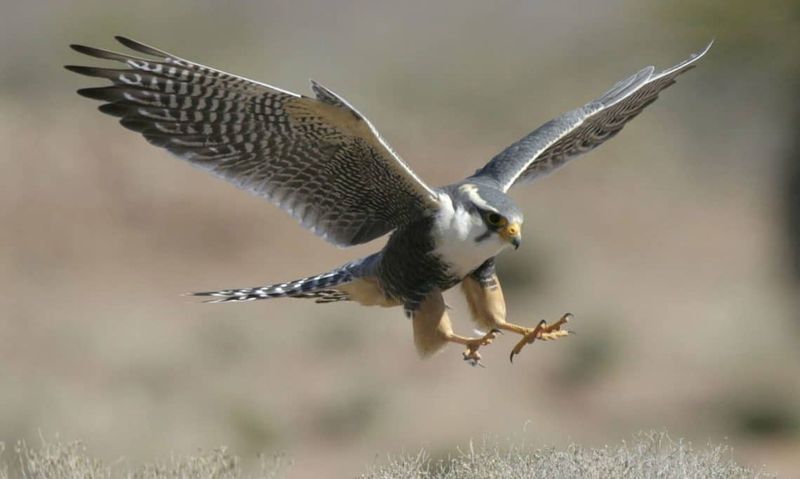 Northern Aplomado Falcon: Desert's Swift Hunter