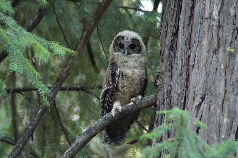 California Spotted Owl – Yosemite National Park