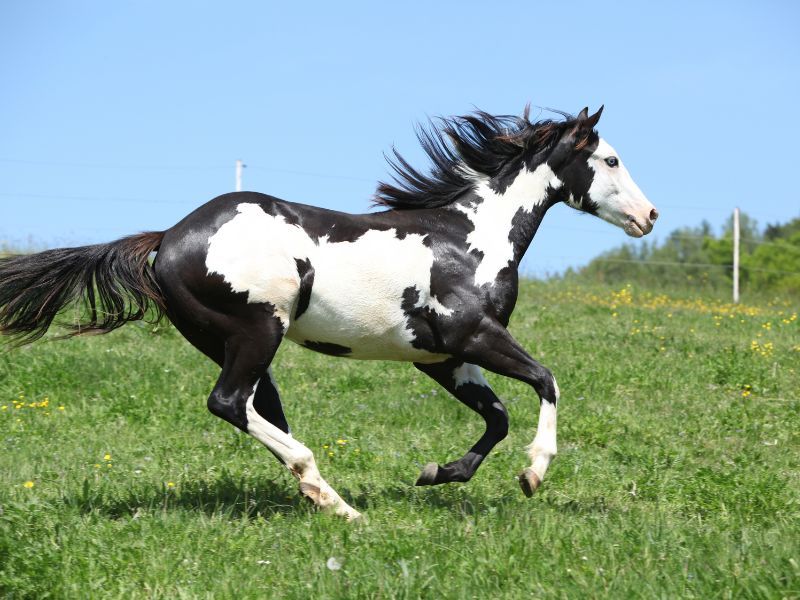 Colorful American Paint Horse