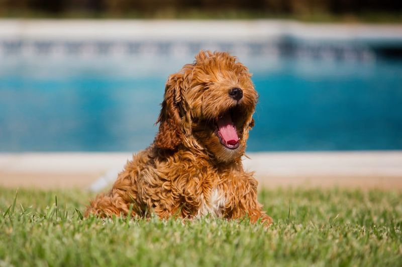 Goldendoodle