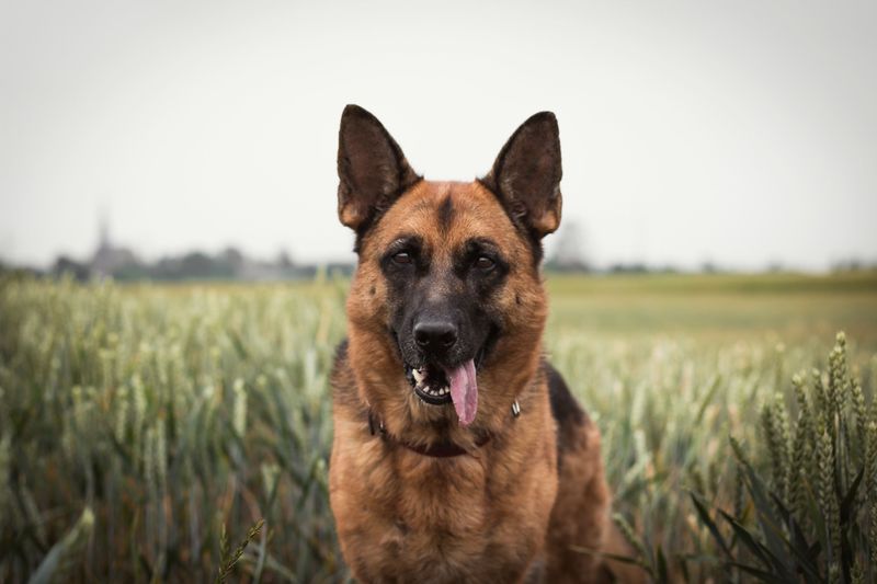 German Shepherd